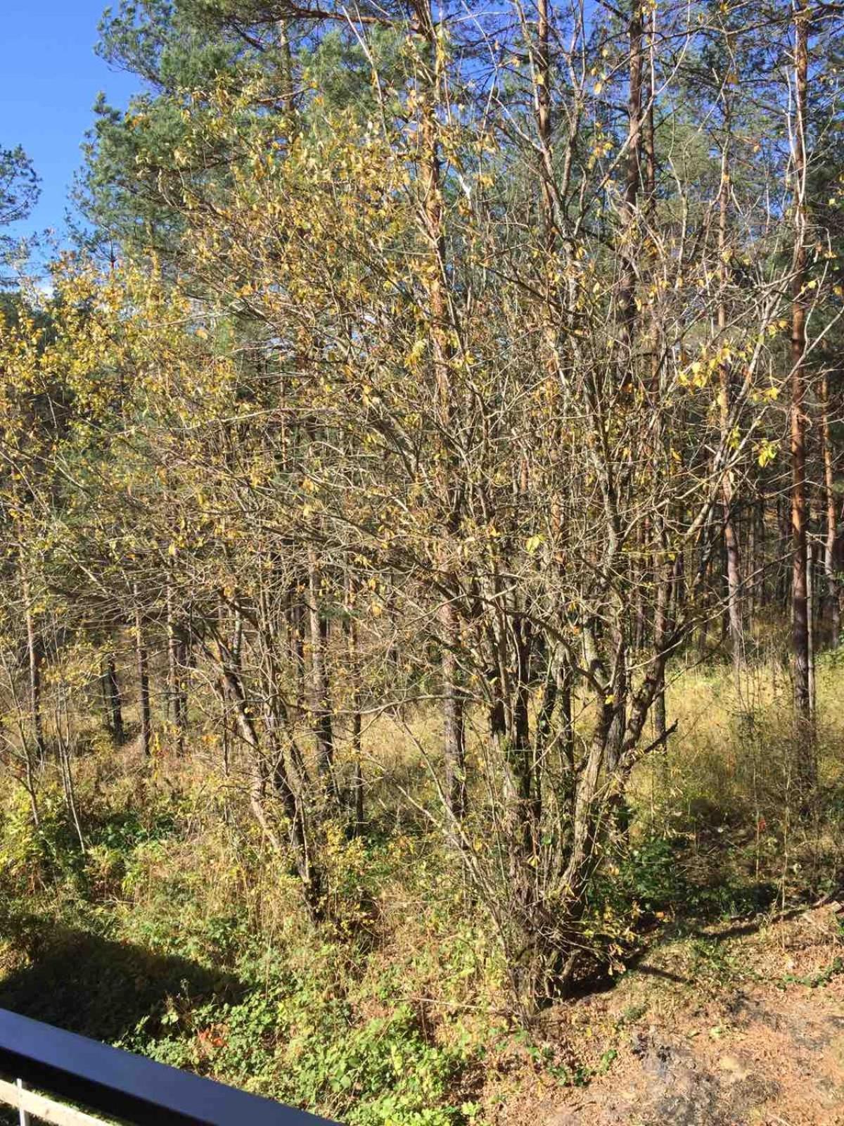 Planinsko Srce Apartman Divčibare Kültér fotó